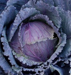How to Grow Cabbage from Seeds