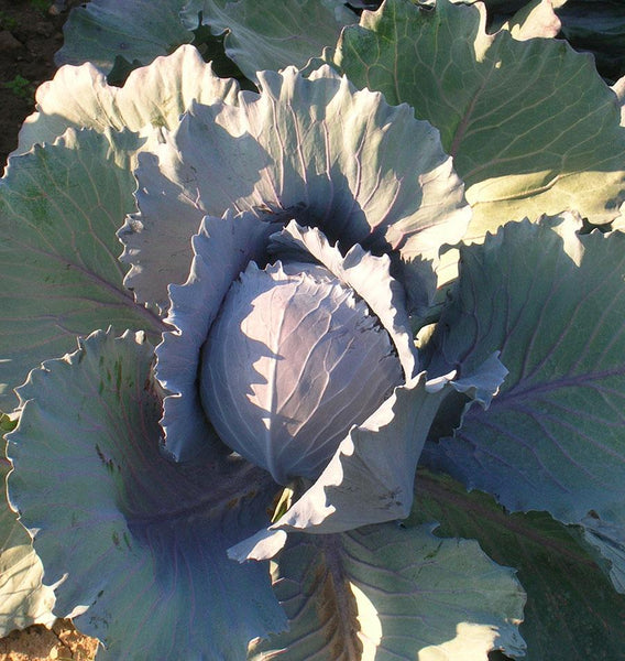 Integro Organic Cabbage Seeds