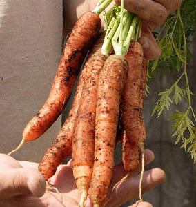 Scarlet Nantes Carrot Seeds CR296 1
