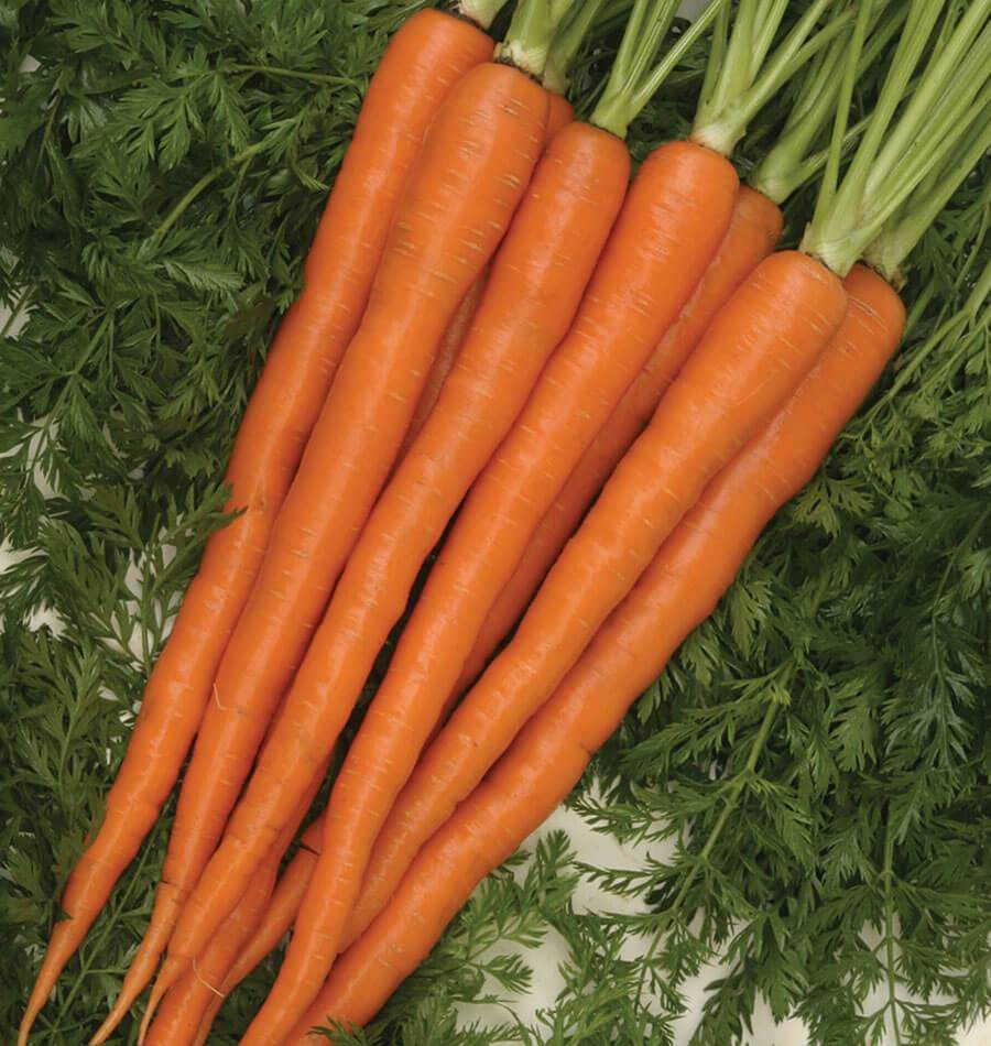 Sugarsnax 54 Carrot Seeds