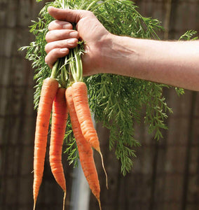 Coreo Carrot Seeds