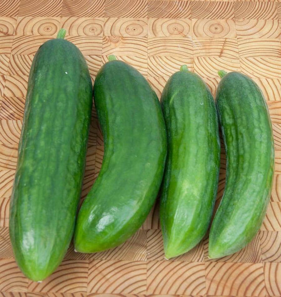 Mercury Cucumber Seeds