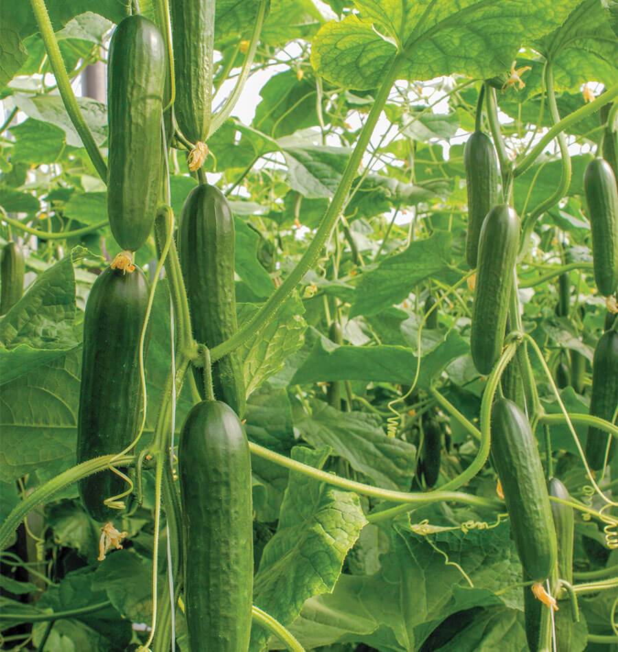 Socrates Organic Cucumber Seeds