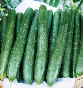 Tasty Emperor Cucumber Seeds