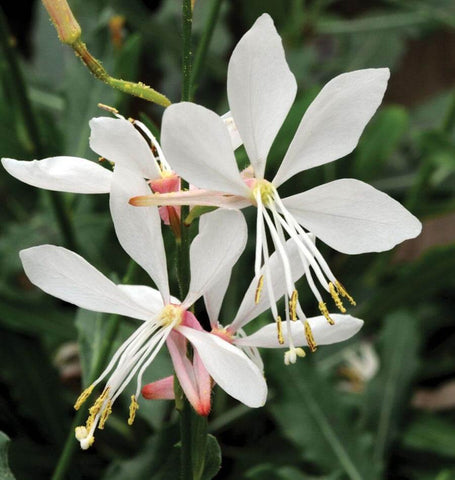 Sparkle White blooms Grow Gaura seeds FL2048 1