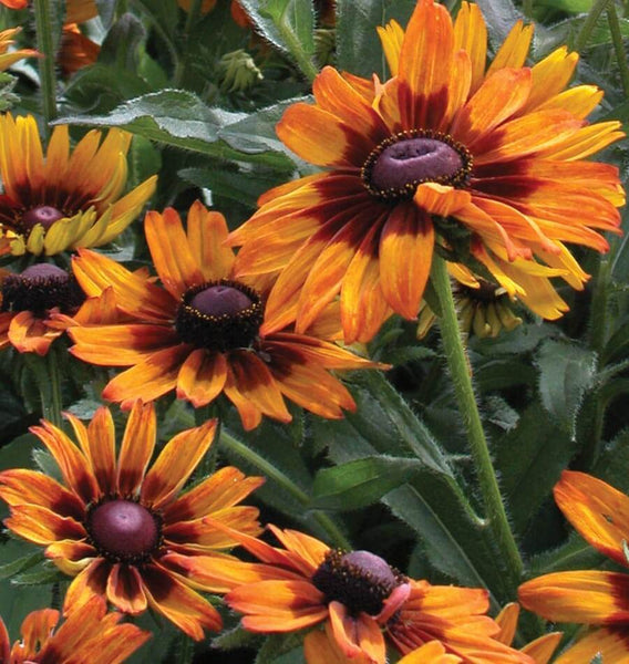 Capuccino Rudbeckia Seeds FL2050 1