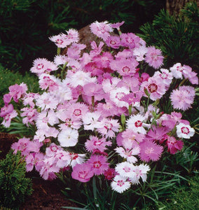 How to Grow Dianthus
