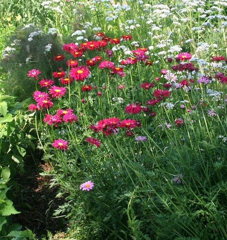 Painted Daisies Robinson's Giants