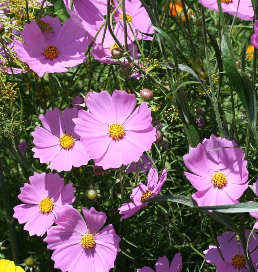 Mini Blend Cosmos Seeds – WCS Fundraising