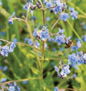 FL2597A - Chinese Forget-Me-Nots