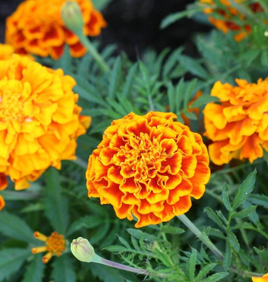 French Marigold Sparky Mix