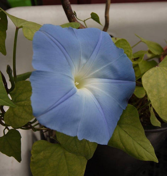 Heavenly Blue morning glory seeds FL2978 4