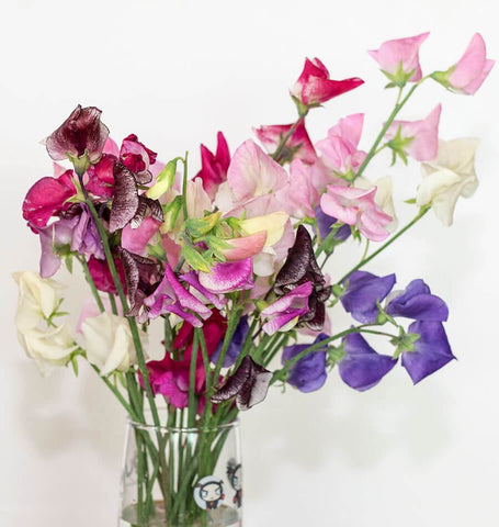 Spencer Ripple Mix Sweet Peas