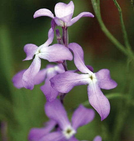 Evening Scented Stocks