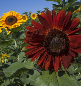 Tall Blend Sunflower Seeds FL3257-1