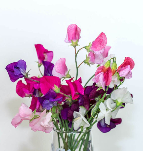 Cuthbertson Sweet Pea Seeds