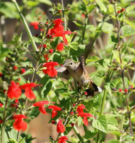 Hummingbird Blend