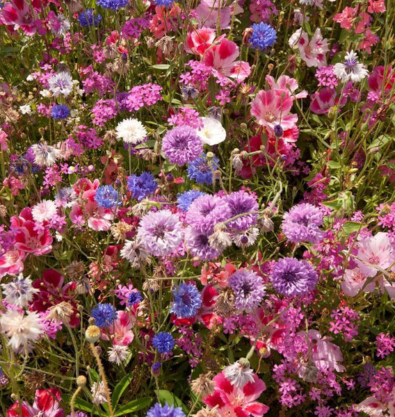 Pacific Northwest Wildflower Seeds