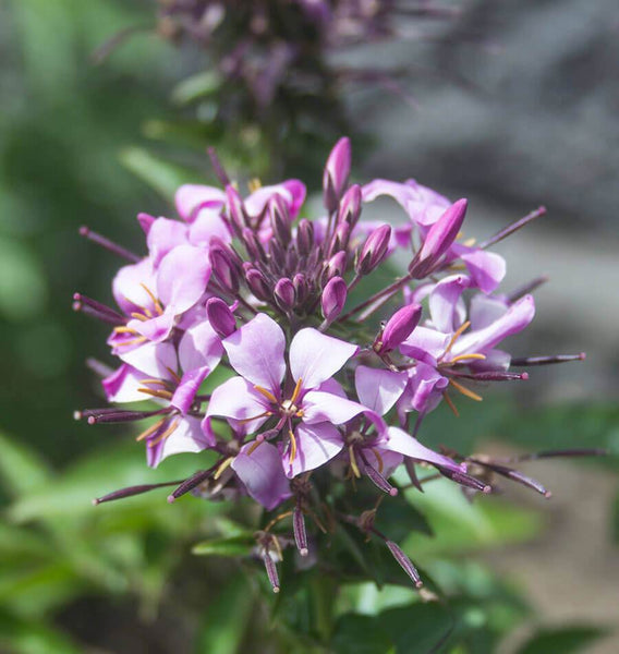 Rocky Mountain Bee Plant Cleome serrulata seeds