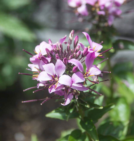 Rocky Mountain Bee Plant Cleome serrulata