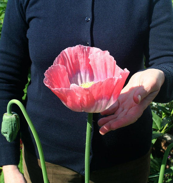 Giganthemum Poppy Seeds