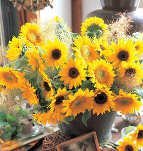 Sunrich Blend Sunflower Seeds
