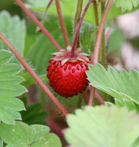Mingnonette Alpine Strawberry Seeds FR820