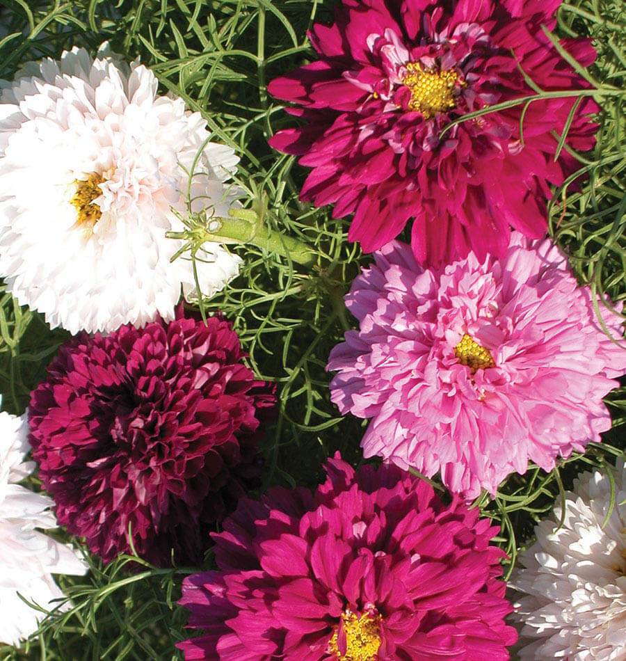 Double Click Assorted cosmos Seeds FL2031 1
