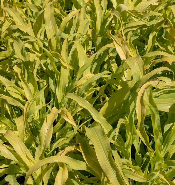 Jade Princess Millet Seeds