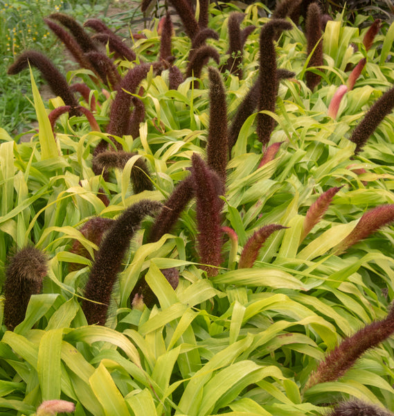 Jade Princess Millet Seeds