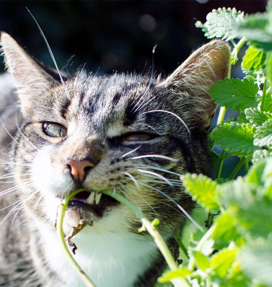 Cat chewing catnip stem