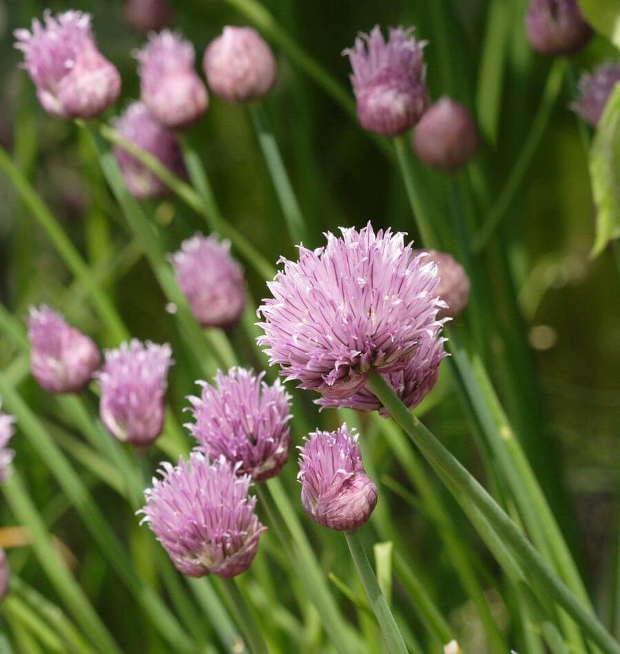 Certified Organic Chives Seeds