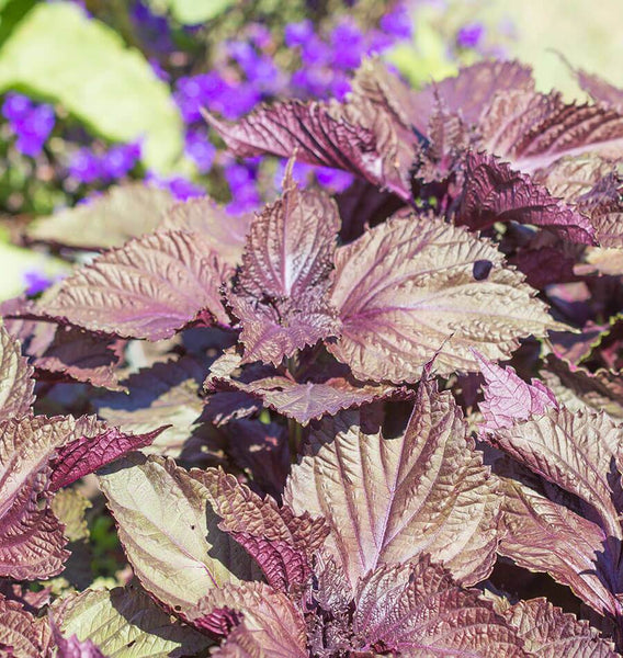 How to Grow Shiso from Seed
