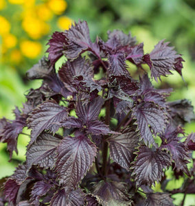Red Perilla Shiso Seeds HR1156