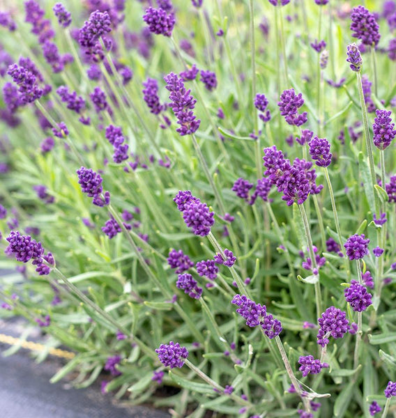 Deep Purple Lavender