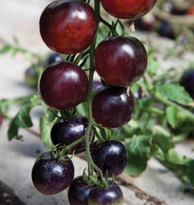 Indigo Rose Organic Tomato Seeds TM799-1