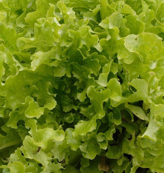 Green Salad Bowl
