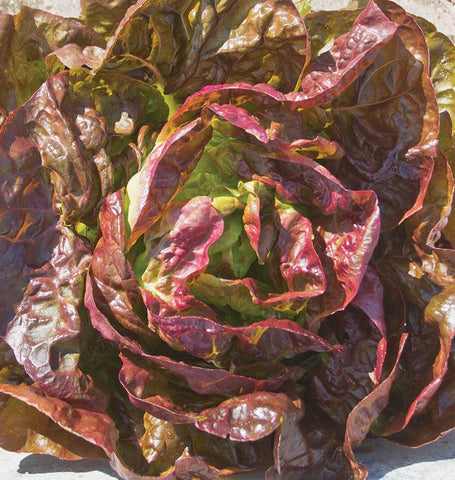 Alkindus Organic Butterhead Lettuce Seeds LT507 1