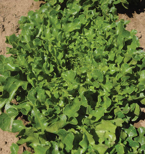 Hampton Organic Lettuce Seeds LT516