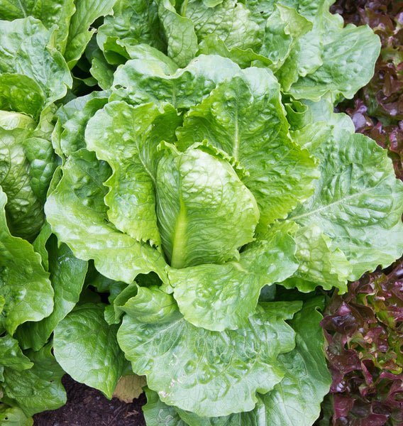 Arroyo Organic Lettuce Seeds