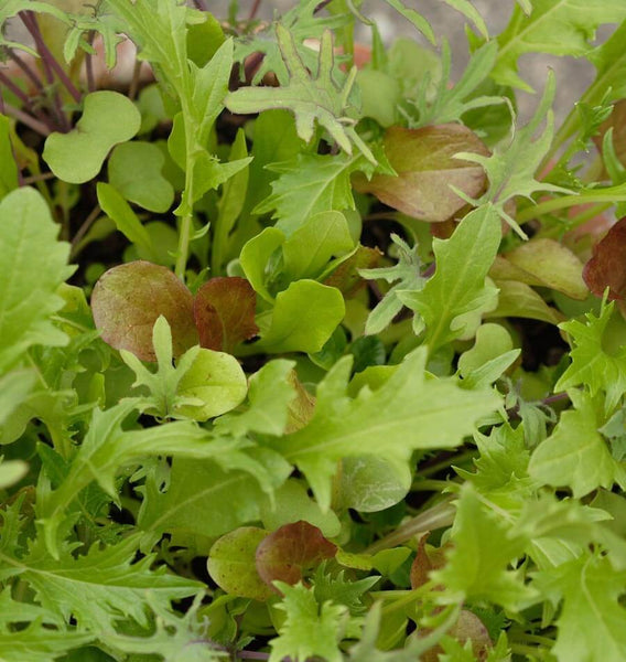 Mild Mesclun Seed Blend