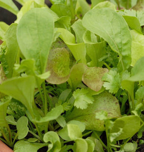 Tangy Mesclun Seed Blend
