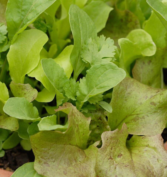 Tangy Mesclun Seed Blend