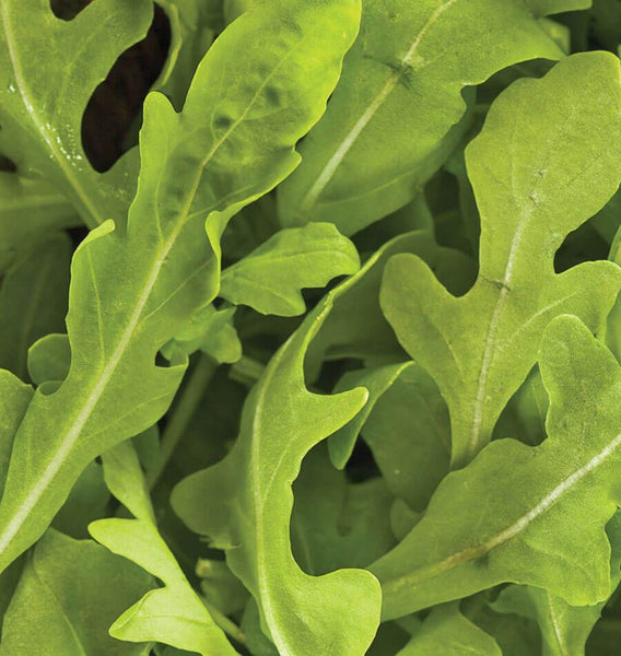 Wildfire Arugula Seeds MS490-1