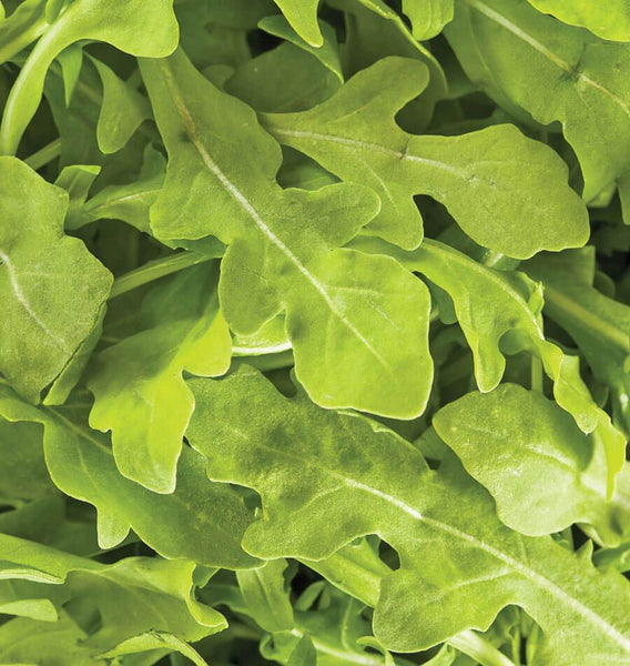 Wildfire Arugula Seeds MS490-3