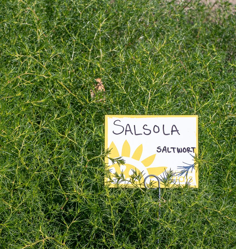 Salsola Seeds