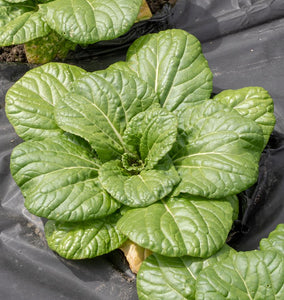 Asian Delight Pac Choi Seeds