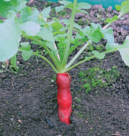 Mini Red Daikon Radish Seeds for Organic Growing