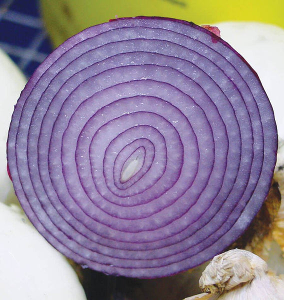 Cabernet F1 Organic Onion Seeds