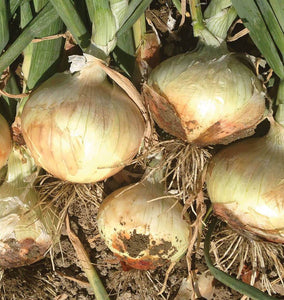 Zoey Organic Onion Seeds ON587
